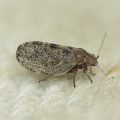 Euglyptoneura