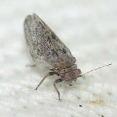 Euglyptoneura