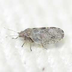 Euglyptoneura