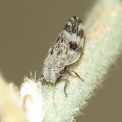 Euglyptoneura robusta