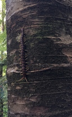 Cormocephalus rubriceps