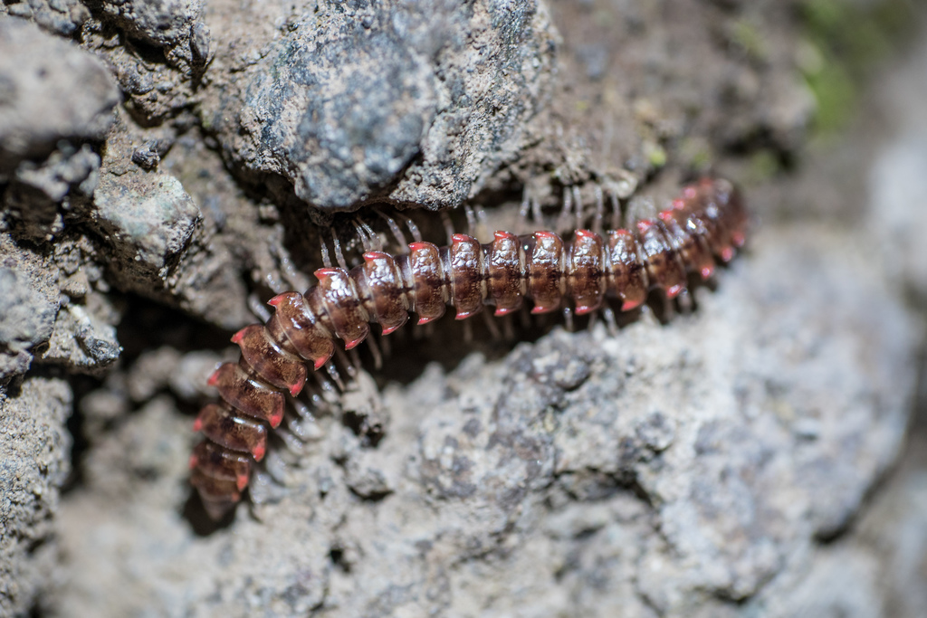 Monenchodesmus