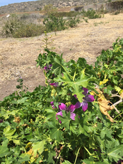 Malva assurgentiflora