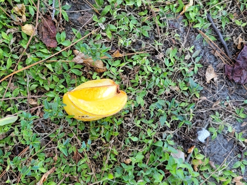 Foto de Carambola