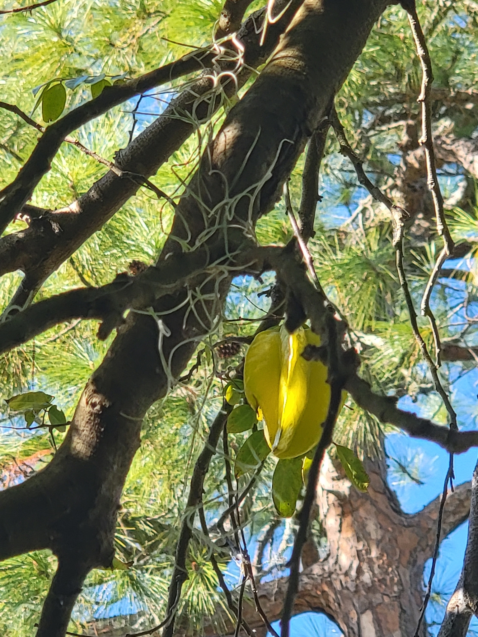 Imagem de Carambola