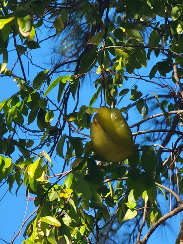 Foto de Carambola