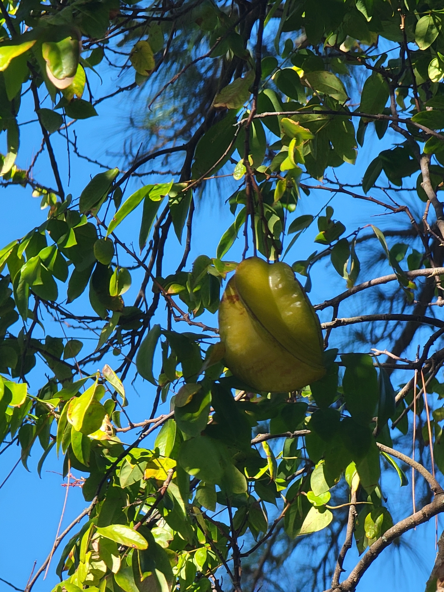 Imagem de Carambola