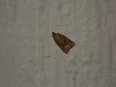 Clepsis peritana