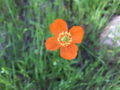 Papaver californicum