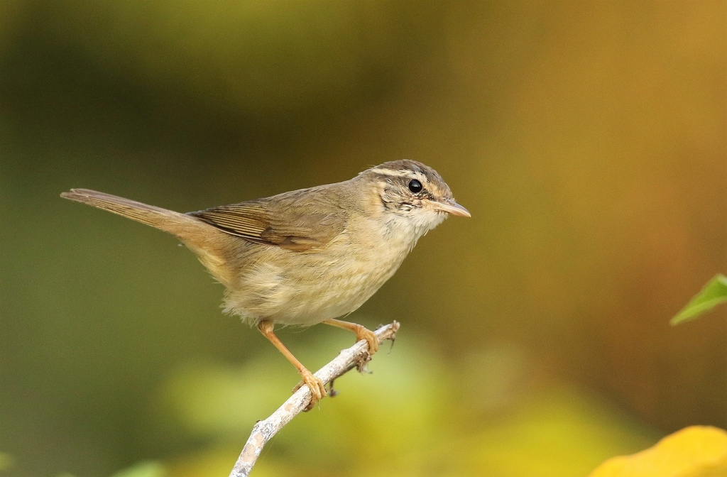 Radde's Warbler (Phylloscopus schwarzi) photo