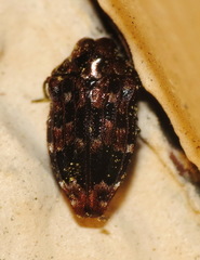 Brachys ovatus