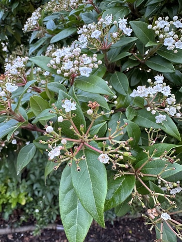 Foto de Laurustinus