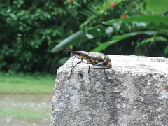 Exophthalmus nicaraguensis image