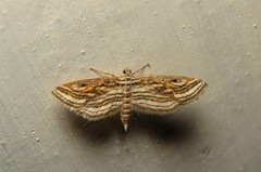 Parapoynx fluctuosalis