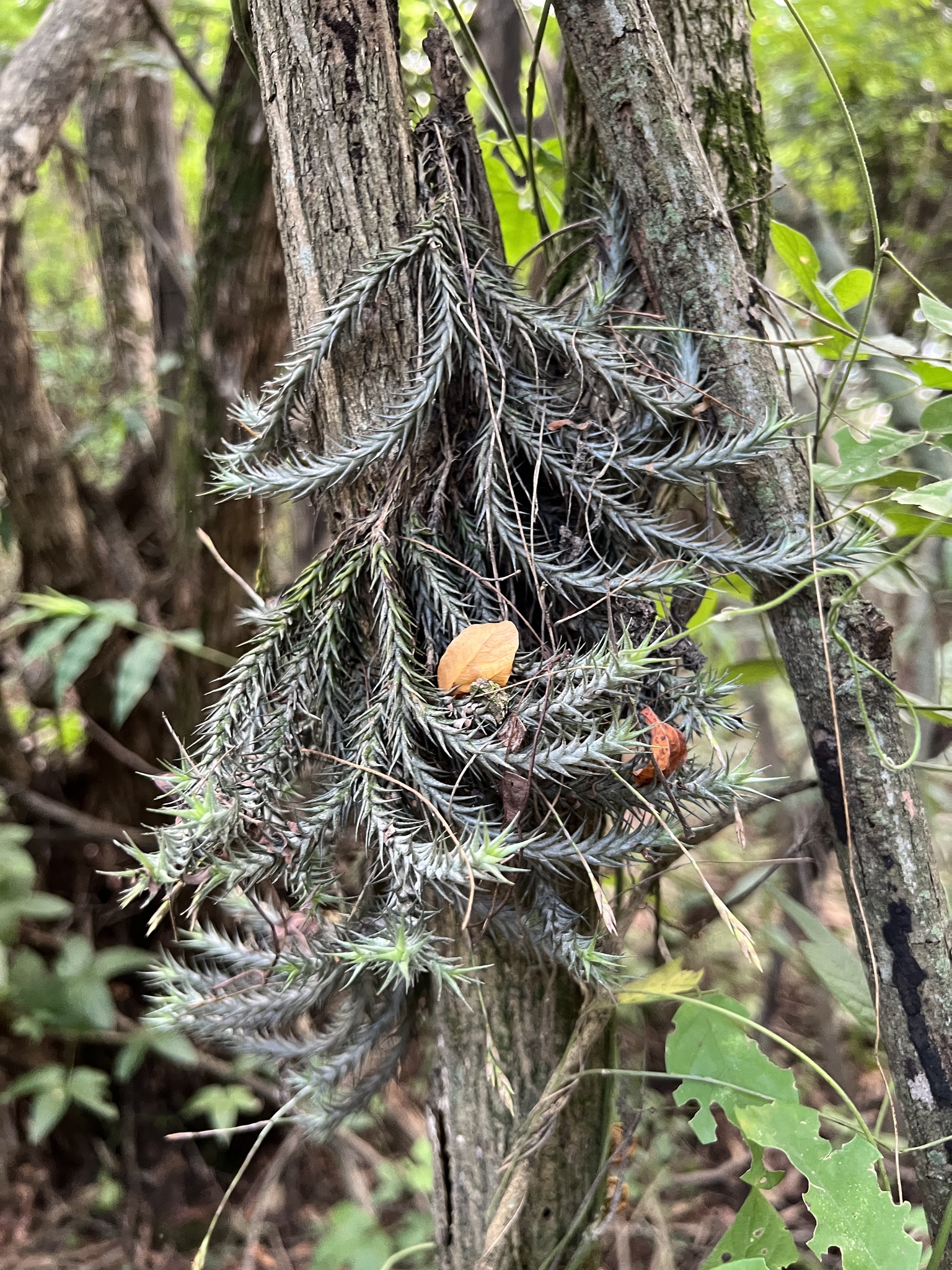 Tillandsia tricholepis