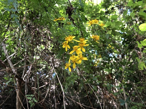 Image of Bidens reptans by no rights reserved