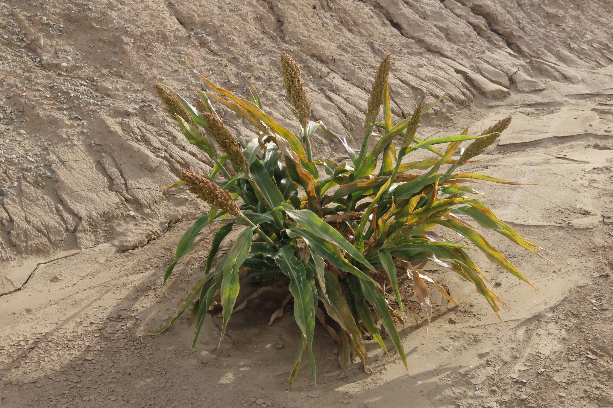 Imagem de Sorgo
