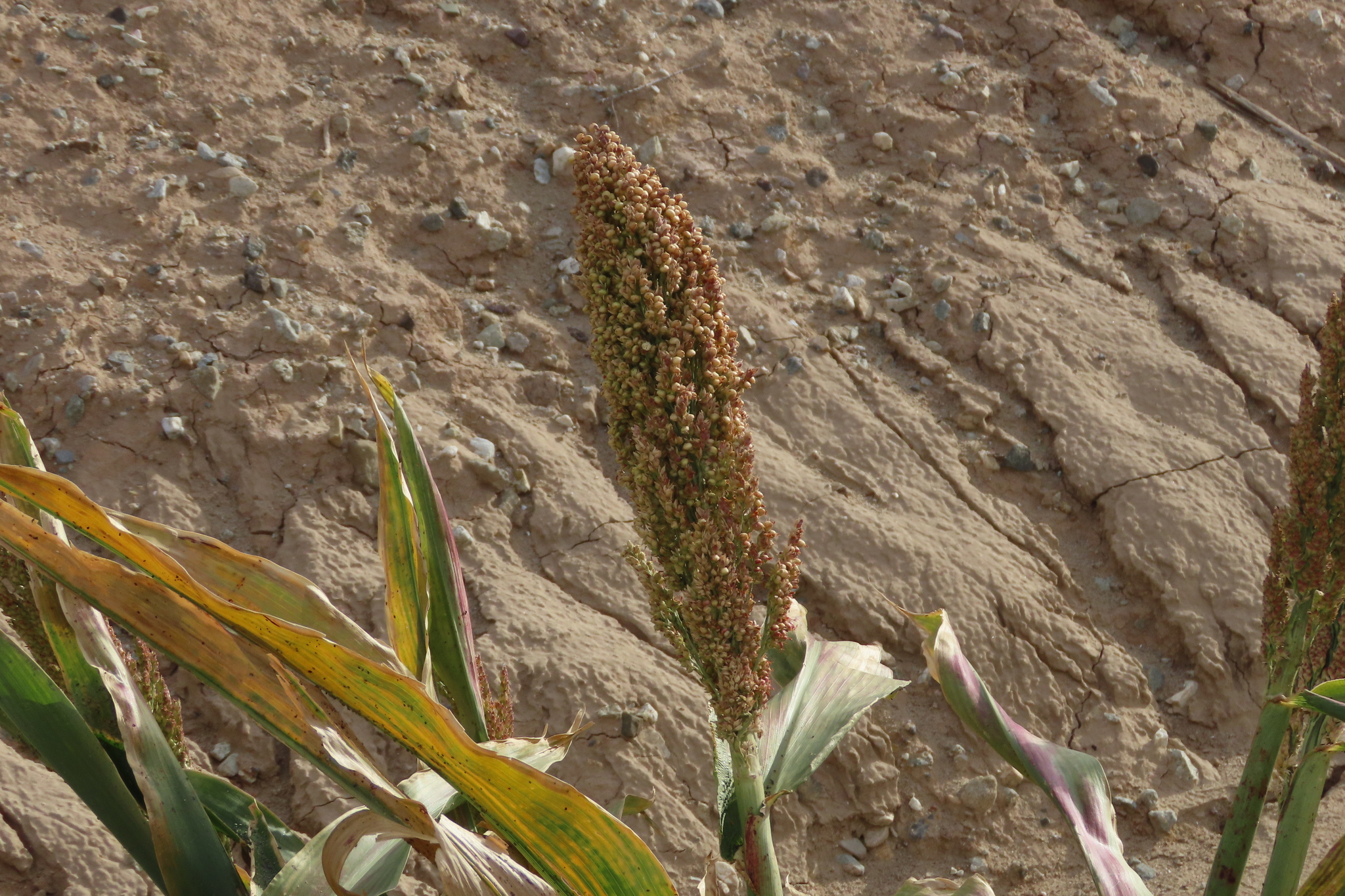 Imagem de Sorgo