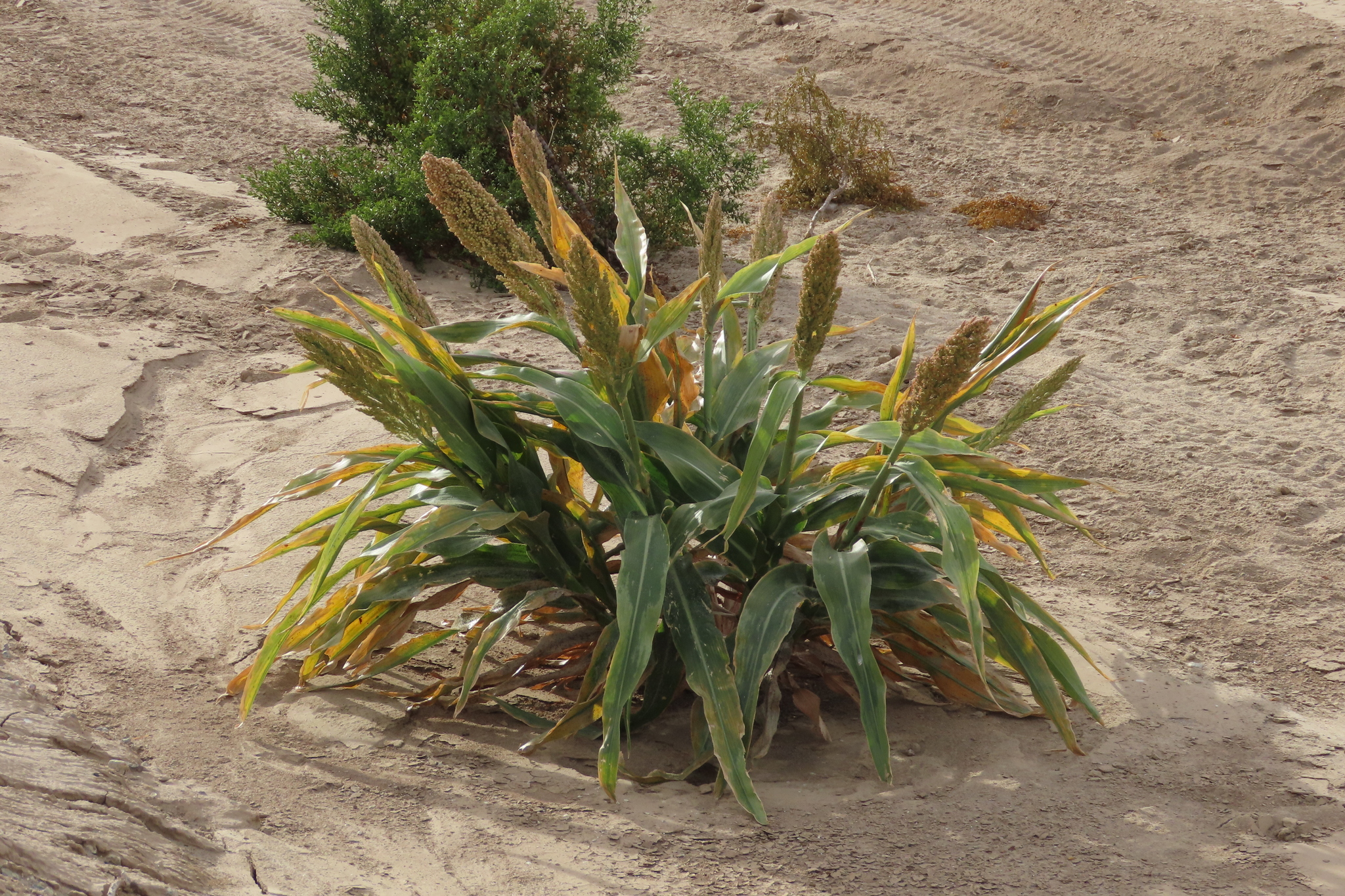 Imagem de Sorgo