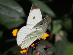 Pieris rapae rapae