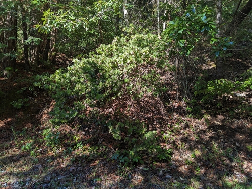 Image of Arctostaphylos regismontana by (c) Alexander Wentworth, some rights reserved (CC BY)