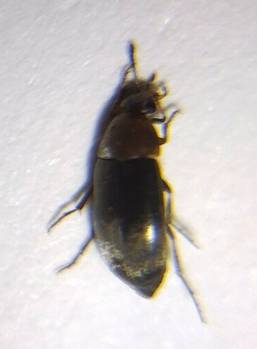 Pentaria fuscula