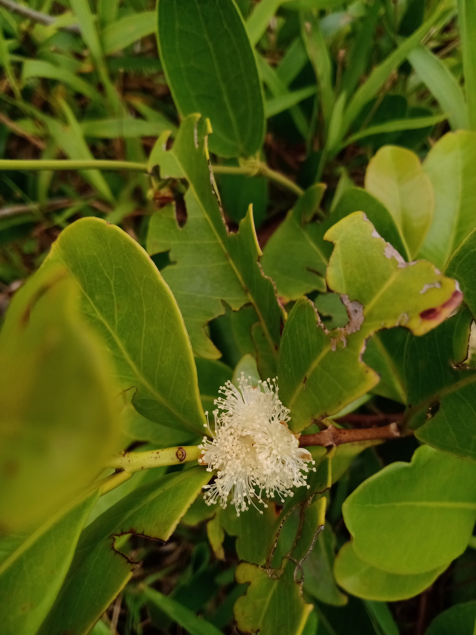 Imagem de Araçá