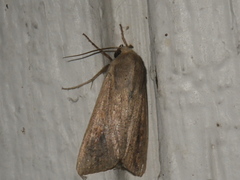 Mythimna unipuncta