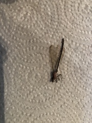 Zygoptera