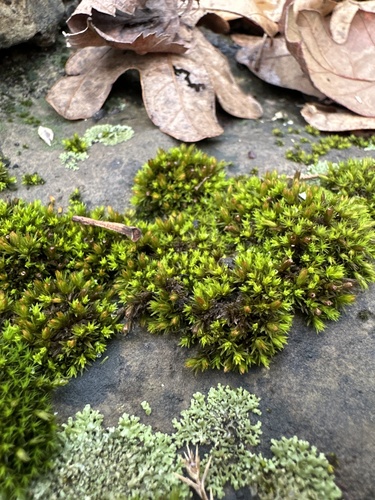 Orthotrichum strangulatum observed 2024-01-05