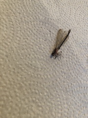 Zygoptera