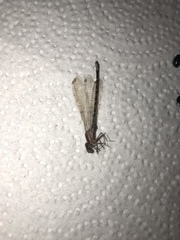 Zygoptera