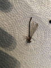 Zygoptera
