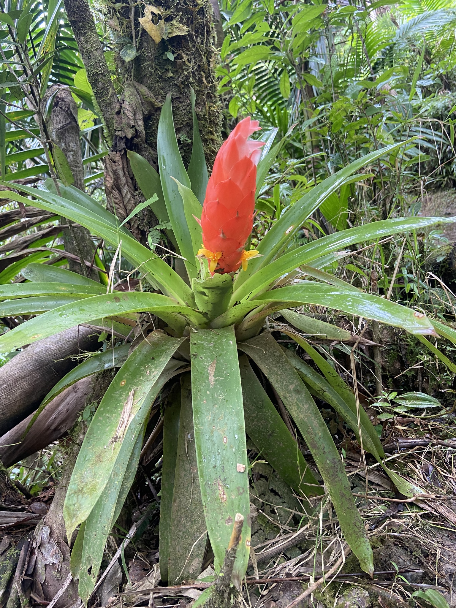 Imagem de Guzmania