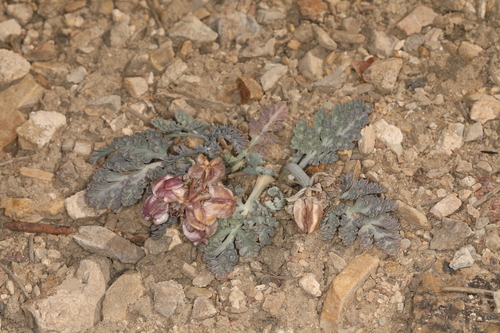 Image of Vesper purpurascens by (c) Steve Matson, some rights reserved (CC BY)