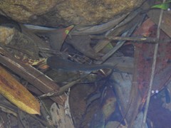 Pterocryptis anomala