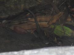 Pterocryptis anomala