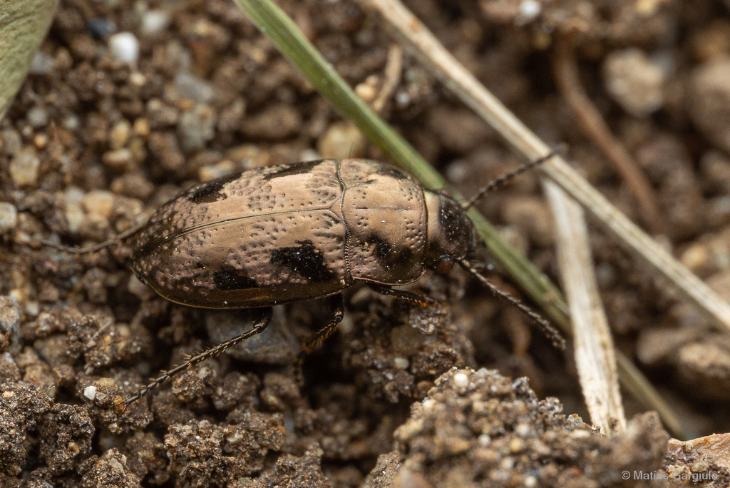 Systolosoma breve