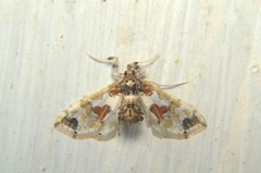 Leucinodes orbonalis