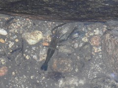 Macrobrachium laevis