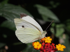 Pieris rapae rapae