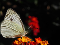 Pieris rapae rapae