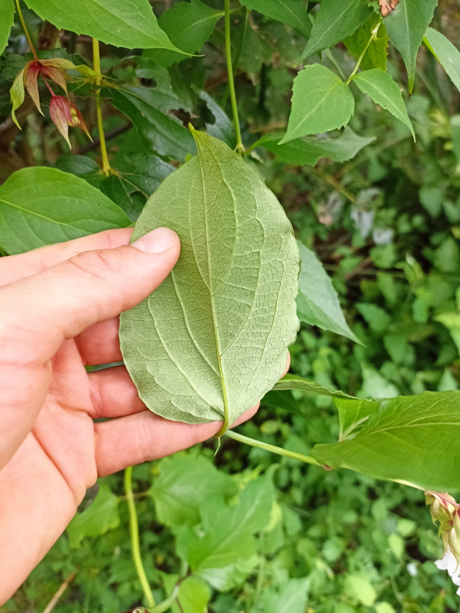 Imagem de Madressilva-do-himalaia
