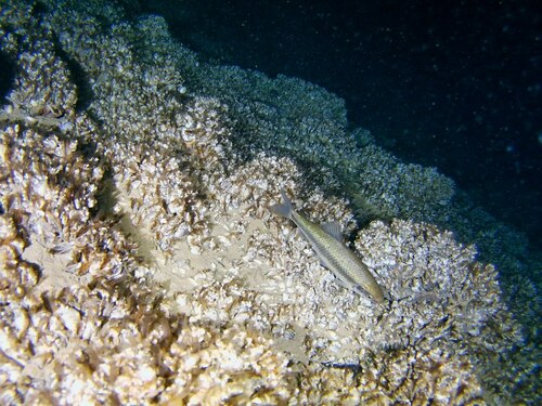 Italian roach (Leucos aula) — Cyprinidae — 2