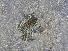 Amolops hongkongensis