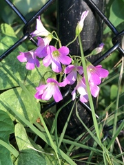 Oxalis debilis
