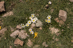 Calandrinia affinis