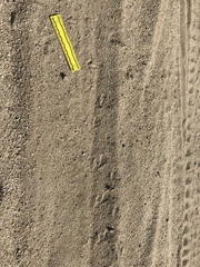 Callipepla californica