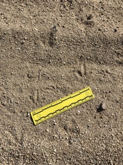 Callipepla californica