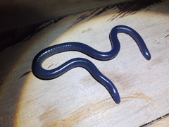Gunther's Caecilian photo 5